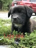 Black lab/newfoundland puppies