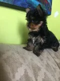 Yorkie puppy
