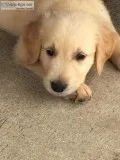 Golden Retriever puppies
