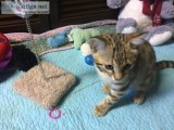 Adorable male Bengal Kitten