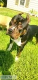 American Staffordshire terrier Puppies Athena X Icon kennel Pupp