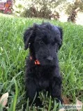 Goldendoodle