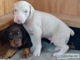 Doberman puppies