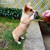 Healthy Pembroke corgi pup
