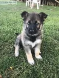 German Shepard - Husky puppies