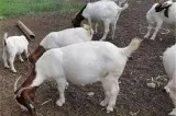 boer goats and sheep for sale