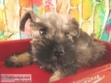 Schnauzers CKC Mini DOB 71219 Ready 9619