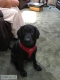 BLACK LAB PUPPY