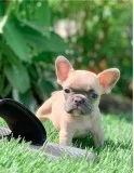 Akc Registered French Bulldog Pups