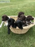 German Short haired puppies for sale