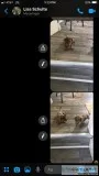 Mini Dachshund puppies for sale
