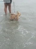Free Yorkie