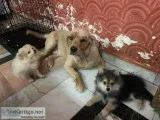 Free Adoption