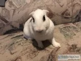 Bunny rabbits