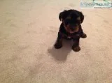 Yorkie male puppy