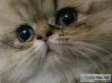 Persian Kittens