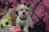 T-CUP MALTIPOO -YING 4.5 LBS GROWN