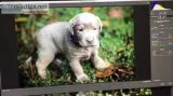 Silver Labrador Puppies