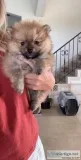 Full Blood Pomeranian Puppies