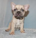 AKC Lilac French Bulldog Puppy Girl (Ella)