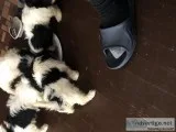 Shihtzu pups for sell