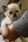 Himalayans