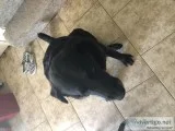 Beautiful Black lab
