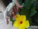 Pinto salt and pepper hedgehog