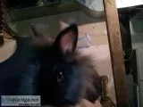 Bunnies