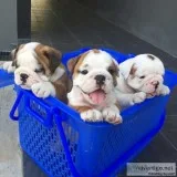 Nice English bulldogs ready for your home