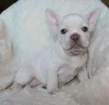 AKC Platinum Chocolate French Bulldog Puppy Girl (Hazel)