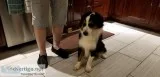 AKC Mini Aussie