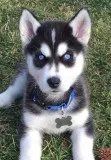 Brave purebred siberian husky pupps