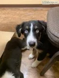 Australian Shepherds AKC reg.