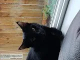 Little Bombay Kitty looking for a home (female)