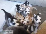 Husky puppies for sale
