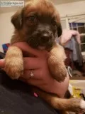 Golden Boxer