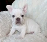 AKC Platinum Chocolate French Bulldog Puppy Girl (Fay)