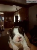 Frenchton puppys