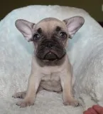 AKC LilacSable French Bulldog Puppy Girl (Gaby)