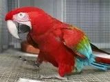 perroquets parlants adorables m&acircles et femelles parlant dis