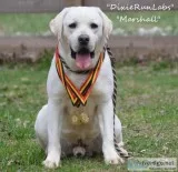 English WhiteYellow Labrador Babies