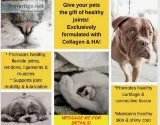 Give Your Pet The Gift of Health