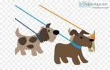 Fairport Dog walker available mon-fri