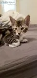 2 Kittens Needing Good Home