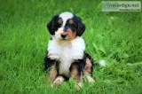 F1 Bernedoodle Puppies