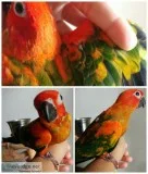 Red Factor Sun Conures