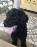 Goldendoodle