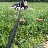 Available siberian husky pupps
