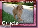 Gracie Female Irish Doodle